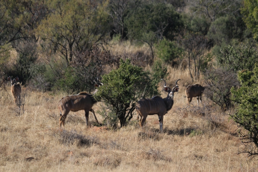 Commercial Property for Sale in Lekwena Wildlife Estate North West